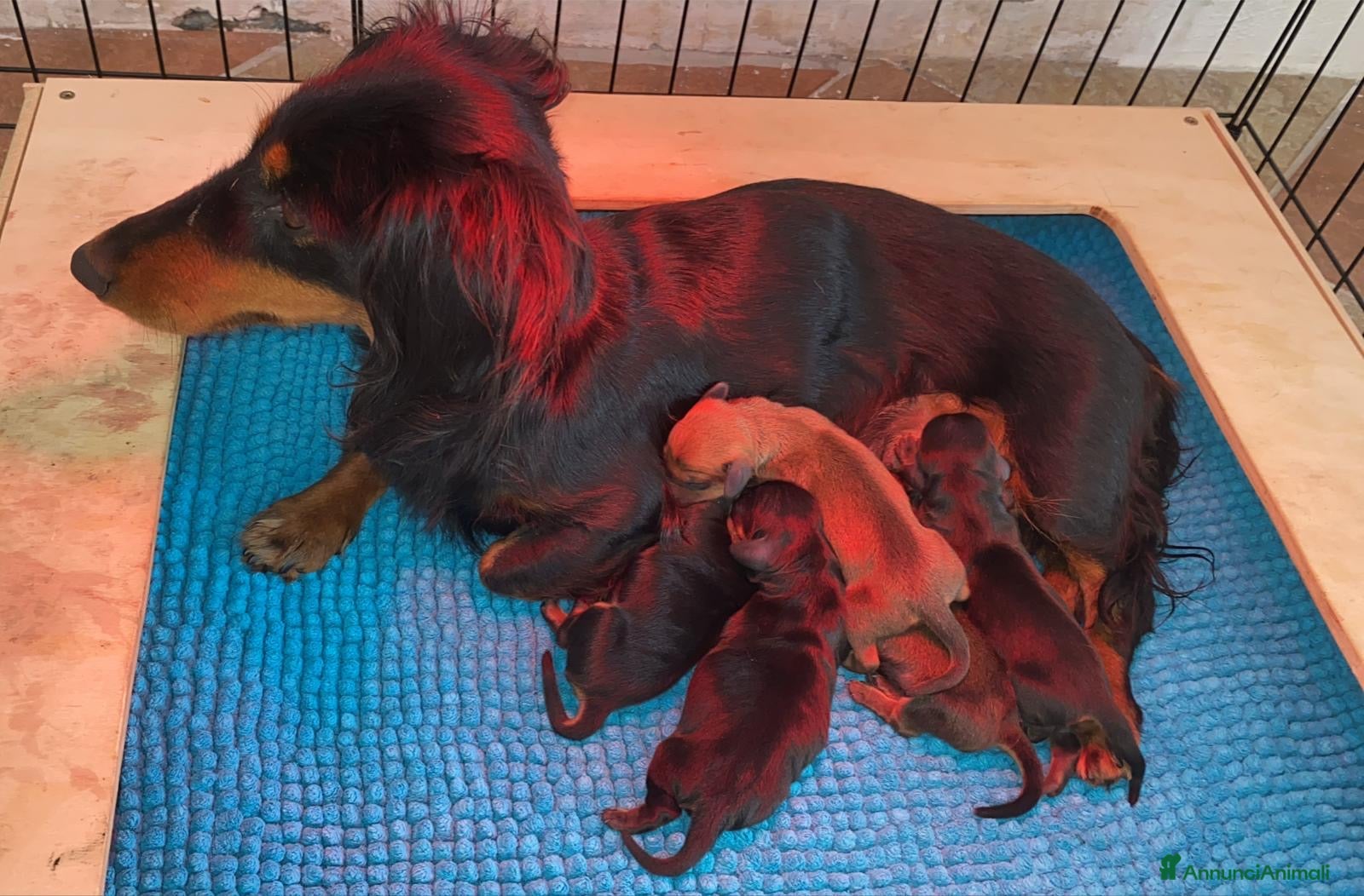 Bassotto cani Bassotto - Annuncio 1