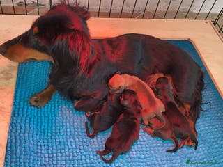 Bassotto cani Bassotto - Annuncio 31