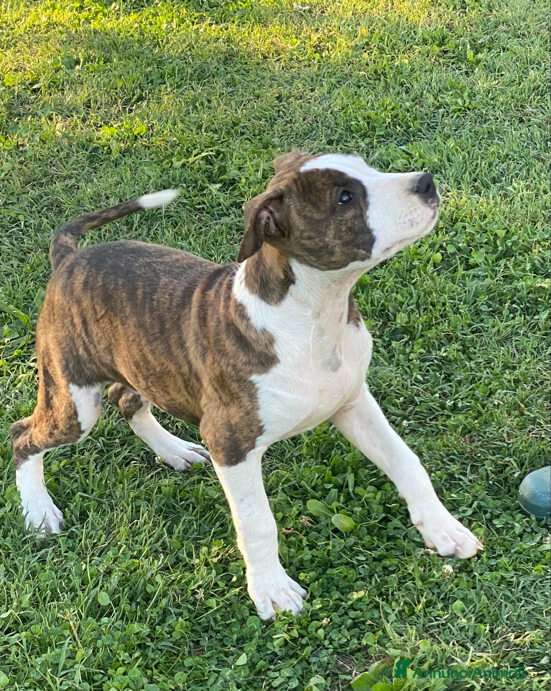 American Staffordshire cani in vendita: American Staffordshire Terrier  - Annuncio 6