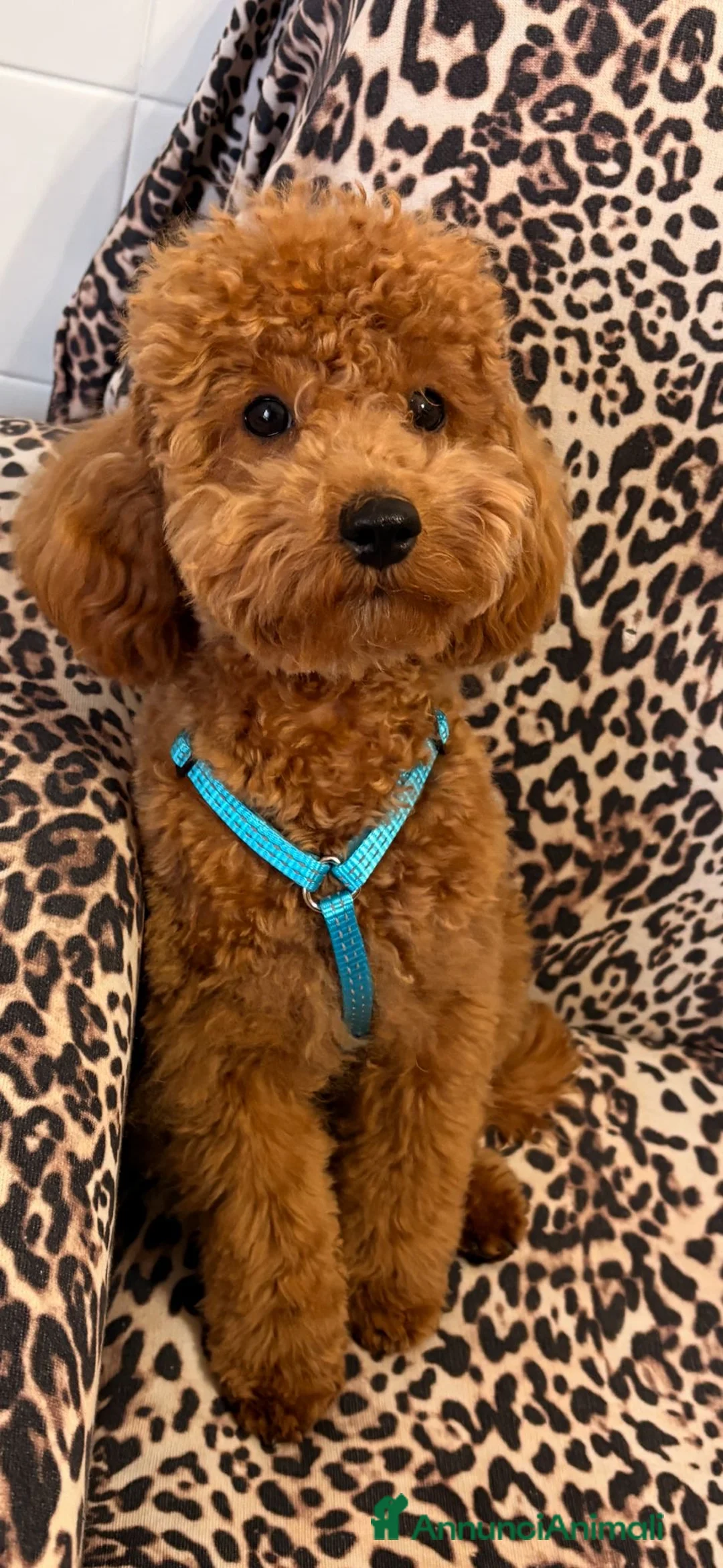 Barboncino cani in vendita: Milo barboncino toy a Città Metropolitana di Firenze - Annuncio 1