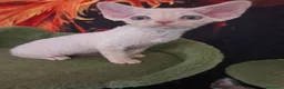 Devon Rex gatti in vendita: Devon rex red point  - Annuncio 6