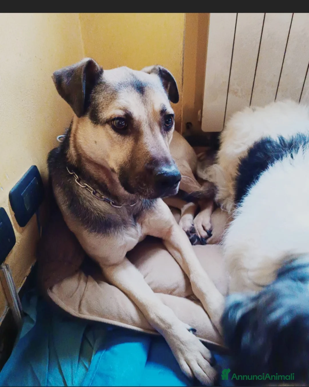 Meticcio cani in regalo: Tanto pastorino 6anni salvato 3anni fa MILANO SOS - Annuncio 6