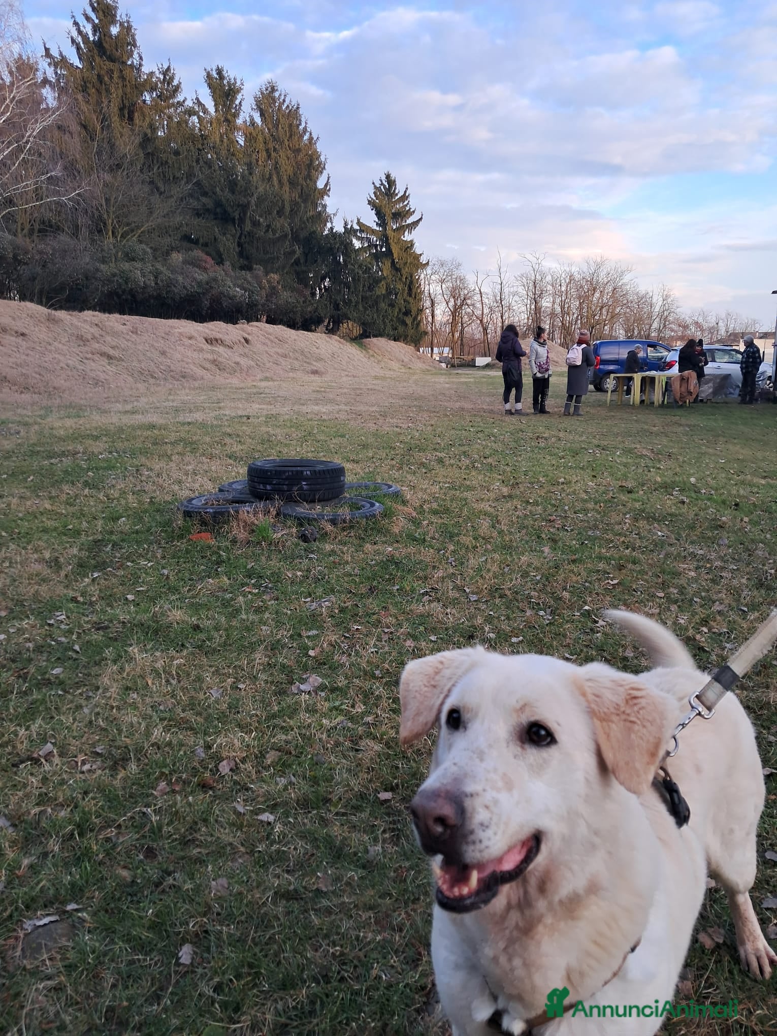 Labrador cani Easy, la dolcezza di un labrador color miele - Annuncio 21