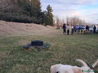 Labrador cani Easy, la dolcezza di un labrador color miele - Annuncio 21