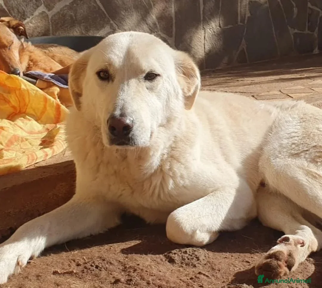 Meticcio cani in regalo: Ziguli' il timido cagnolino dal sorriso speciale - Annuncio 5