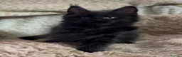 Maine Coon gatti in vendita: Cuccioli Maine Coon - Annuncio 8