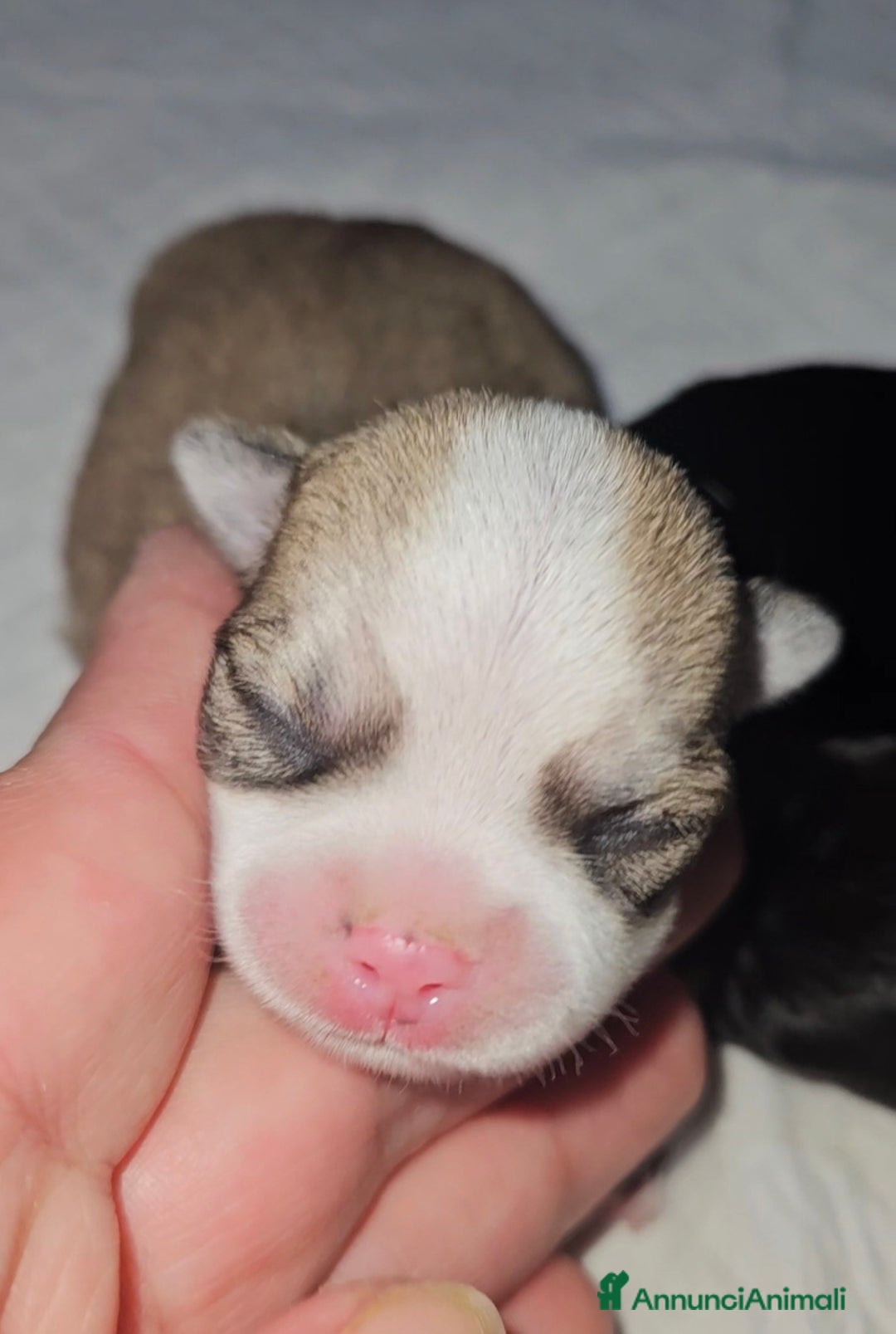 Chihuahua cani in vendita: Chihuahua toy pedigree Enci  - Annuncio 7