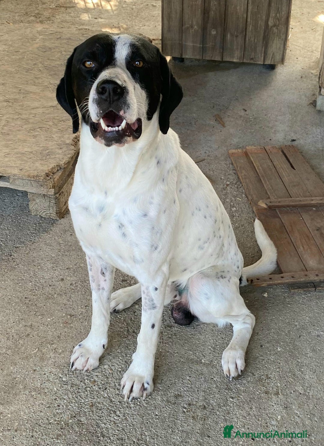 Pointer cani in regalo: Micky pointer 1 anno - Annuncio 5