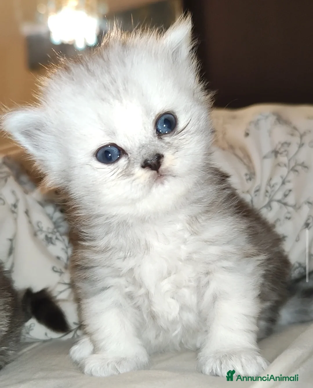 Persiano gatti in vendita: Persiano chinchillà  - Annuncio 4