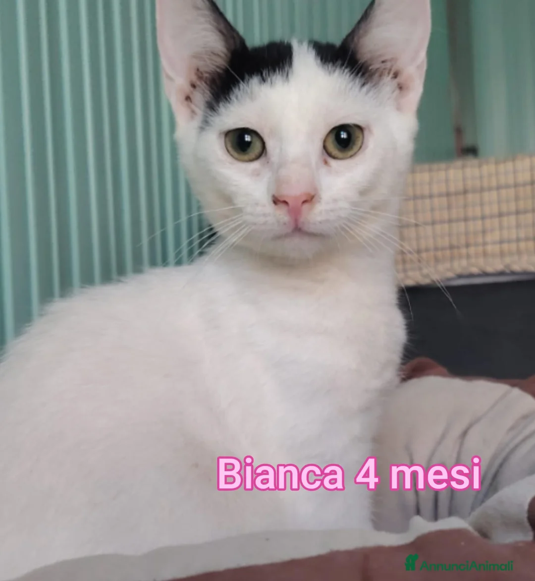 Altre razze gatti in regalo: GATTINI: SIAMO AL COLLASSO! a Città Metropolitana di Firenze - Annuncio 13