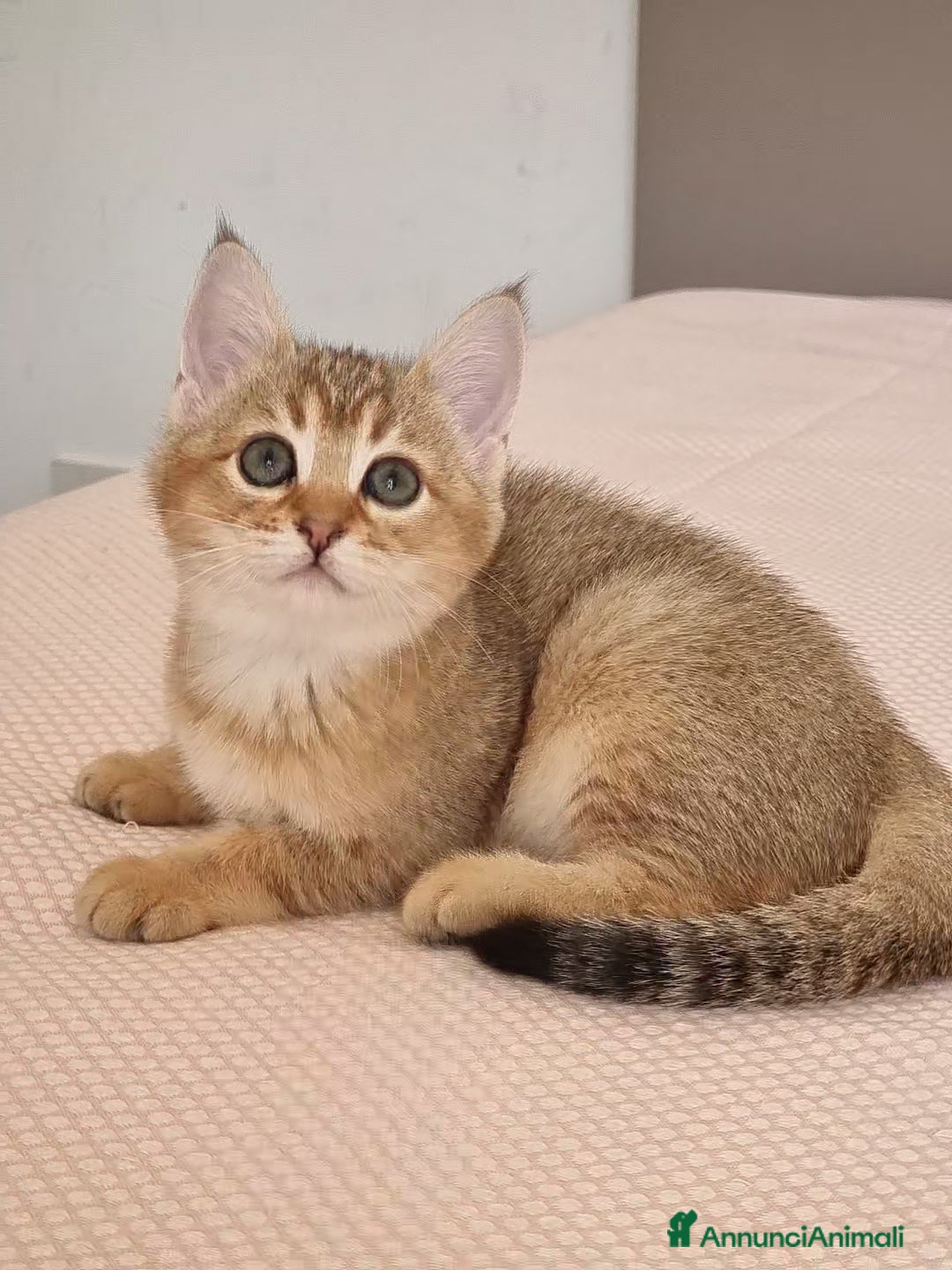 Bengala gatti in vendita: Incrocio Scottish/Bengala  - Annuncio 18