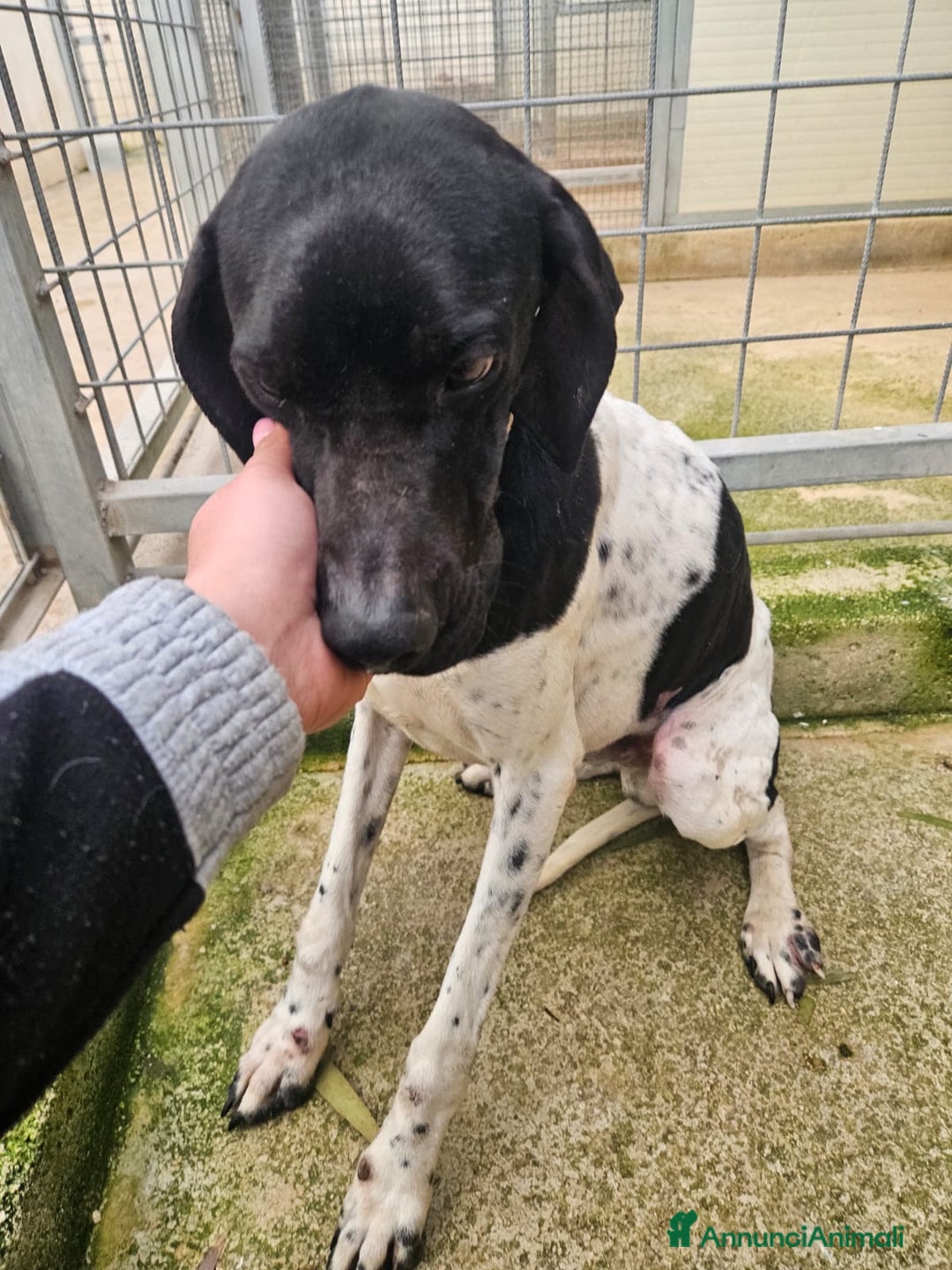 Pointer cani in regalo: Valentino: pointerino dolcissimo con tutti  - Annuncio 3