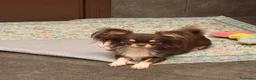Chihuahua cani in vendita: Cucciolo di chihuahua - Annuncio 1