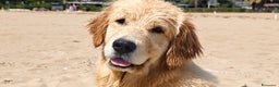 Golden Retriever cani in vendita: Golden retriever  - Annuncio 1