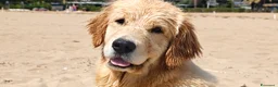 Golden Retriever cani in vendita: Golden retriever  - Annuncio 1