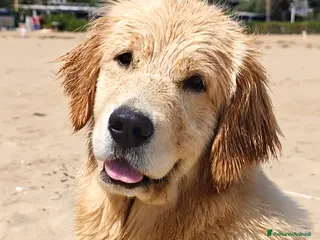 Golden Retriever cani Golden retriever - Annuncio 3