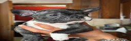 Bulldog Francese cani in vendita: Cuccioli di bulldog Francesce  a Provincia di Campobasso - Annuncio 5