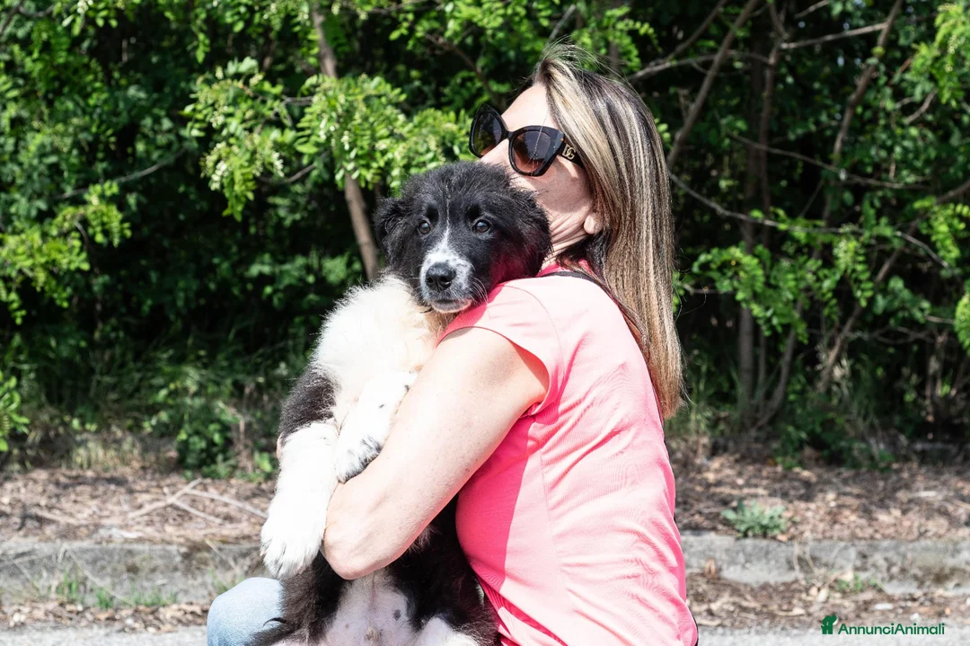 Meticcio cani in regalo: mirko - Annuncio 2