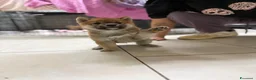 Shiba Inu cani in vendita: Shiba inu - Annuncio 5