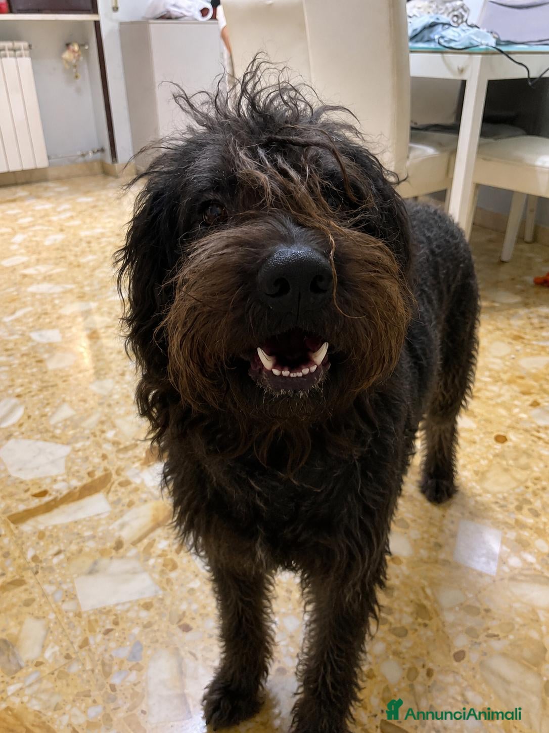 Meticcio cani Diego, mix spinone/yorkshire terrier!  - Annuncio 18