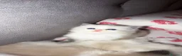 Ragdoll gatti in vendita: Gattini ragdoll adozione  - Annuncio 3
