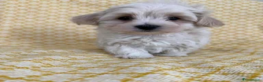 Maltipoo Cucciolo 3