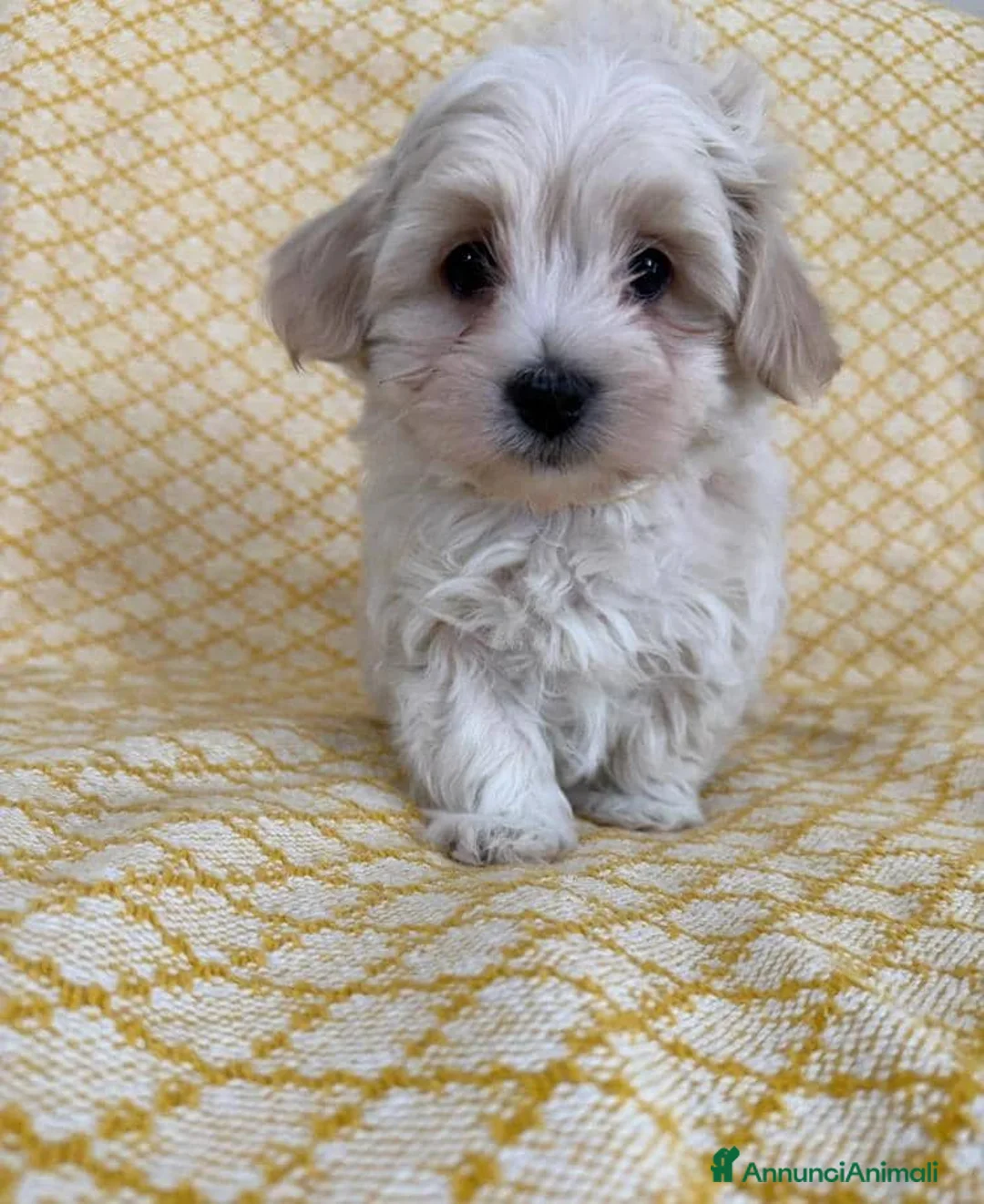 Maltipoo cani in vendita: Cuccioli di Maltipoo  - Annuncio 11
