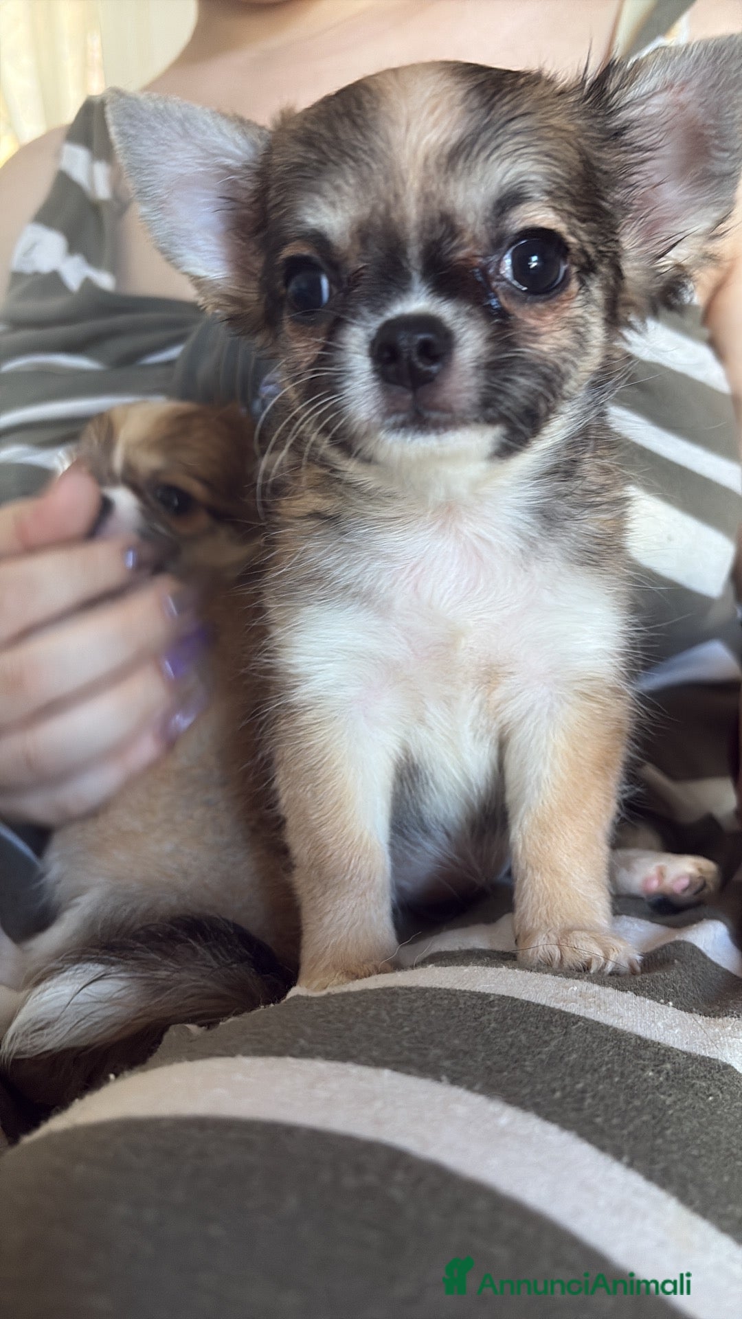 Chihuahua cani Cuccioli chihuahua - Annuncio 1