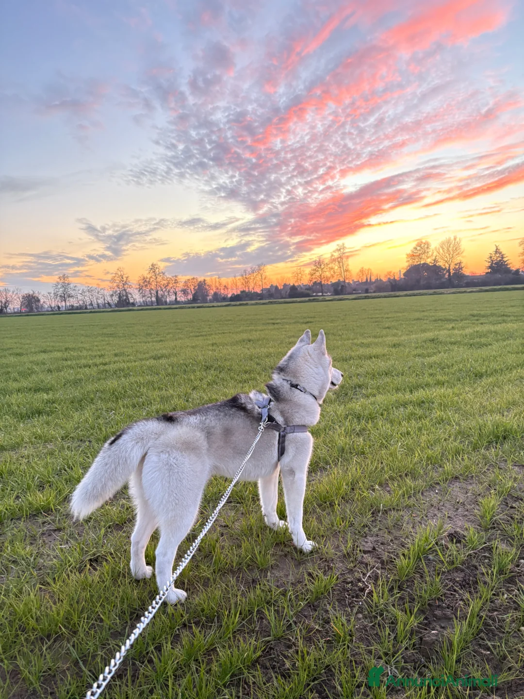 Husky cani per accoppiamento: Argo Siberian Husky X accoppiamento - Annuncio 1