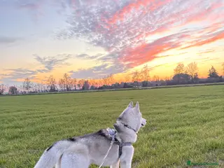 Husky cani Argo Siberian Husky X accoppiamento - Annuncio 1