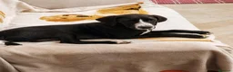 Meticcio cani in regalo: lola merlino - Annuncio 5