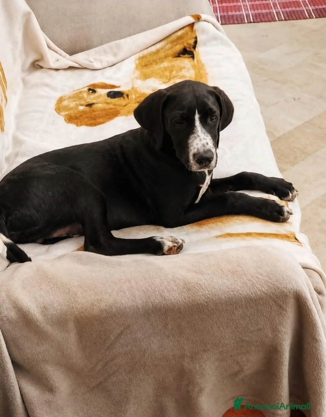 Meticcio cani in regalo: lola merlino - Annuncio 5