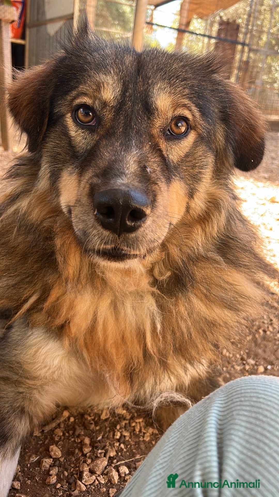 Pastore dei Carpazi cani in regalo: VAX BELLISSIMO GIGANTE BUONO - Annuncio 2
