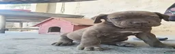 Cane Corso cani in vendita: Vendesi cuccioli cane corso Frosinone  - Annuncio 3
