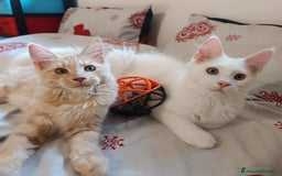Maine Coon gatti in vendita: Cuccioli Maine coon a Provincia di Padova - Immagine 4