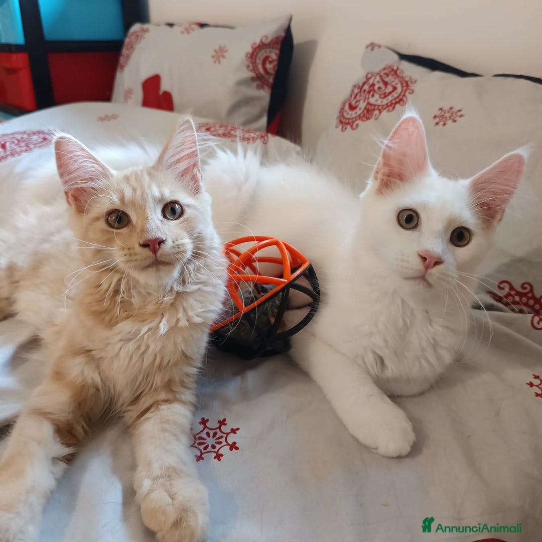 Maine Coon gatti in vendita: Cuccioli Maine coon a Provincia di Padova - Immagine 4