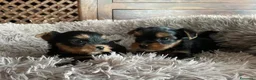 Yorkshire cani in vendita: Cuccioli di Yorkshire Terrier - Annuncio 16