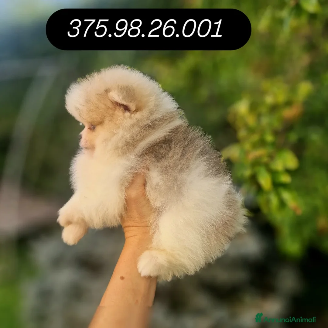 Spitz cani in vendita: Spitz tedesco NANO Pomerania  - Annuncio 5