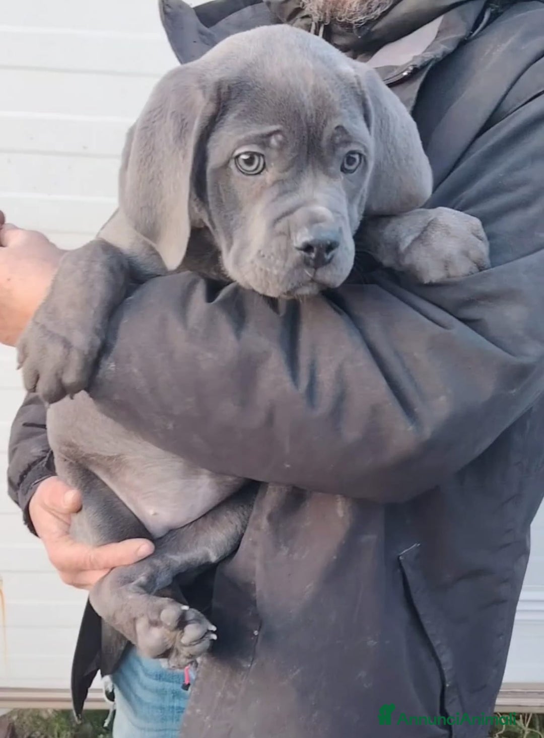 Cane Corso cani in vendita: Cane corso cuccioli  - Annuncio 4