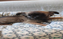 Chihuahua cani in vendita: cuccioli di cihuahua a pelo lungo a Molinella - Immagine 11