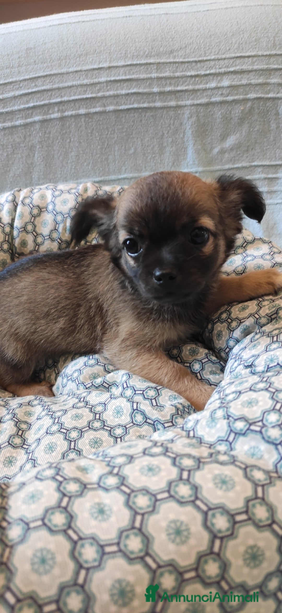 Chihuahua cani in vendita: cuccioli di cihuahua a pelo lungo a Molinella - Immagine 11
