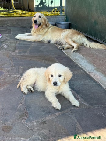 Golden Retriever cani - Annuncio 9