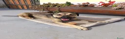 Meticcio cani in regalo: FANTASTICO BOBBY - Annuncio 7