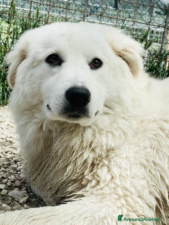 Meticcio cani a Città metropolitana di Roma Capitale - Annuncio 2