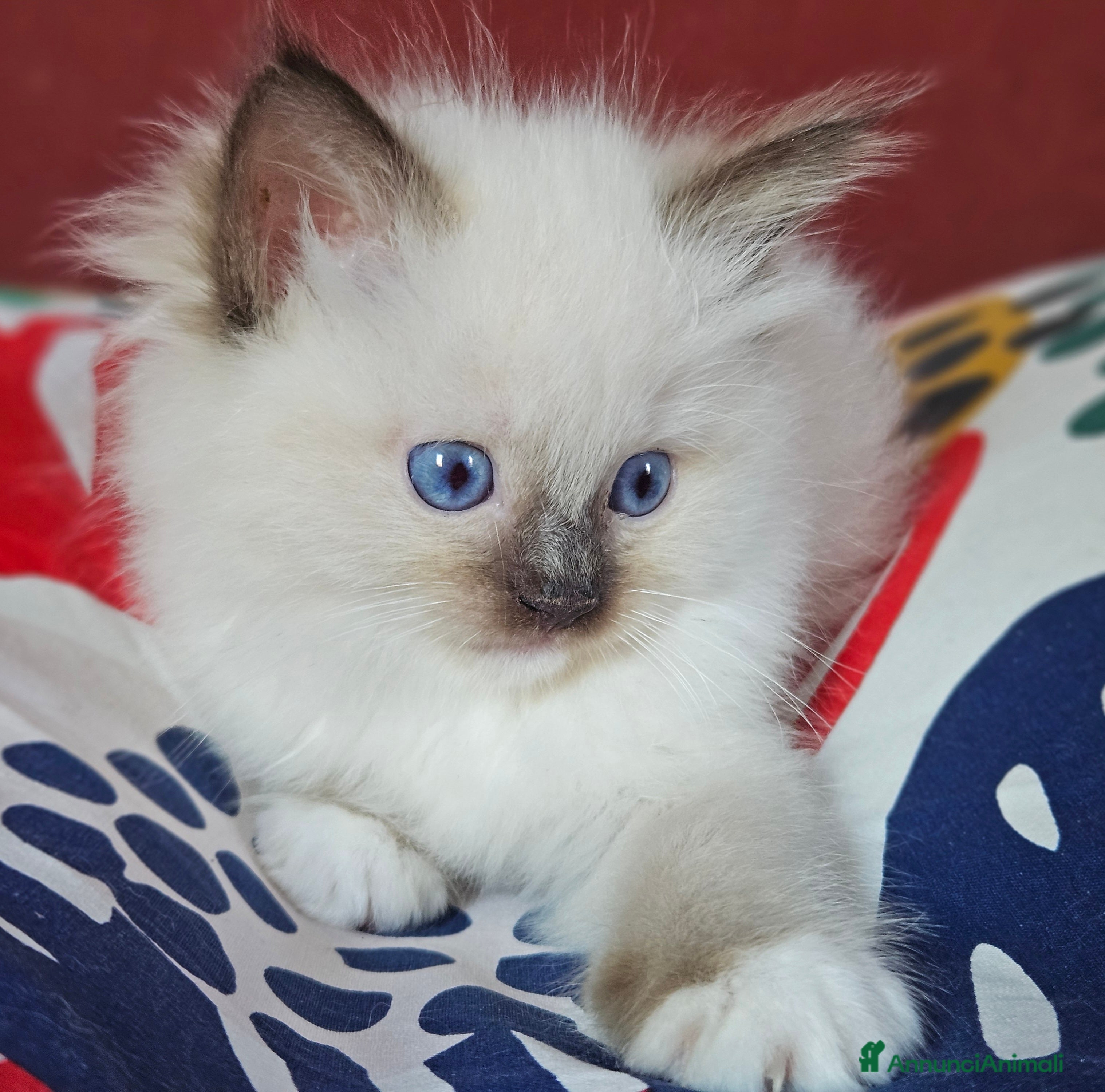 Ragdoll gatti Meravigliosa cucciolata Ragdoll  - Annuncio 2