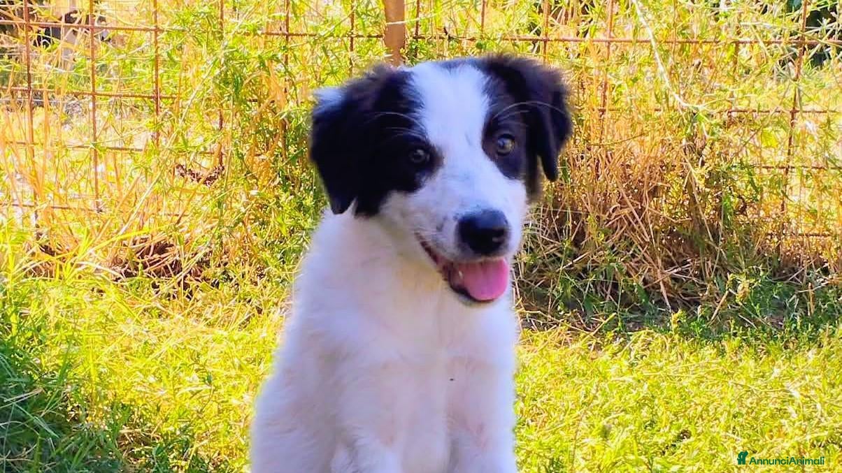 Meticcio cani 4 mesi, futura taglia media  - Annuncio 7