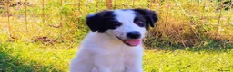 Meticcio cani in regalo: 4 mesi, futura taglia media  - Annuncio 1