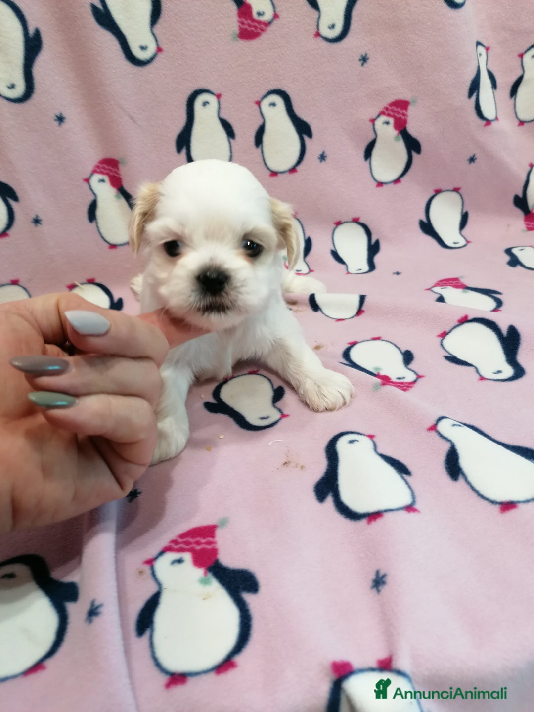 Shih Tzu cani in vendita: Shih Tzu cuccioli bianchi - Annuncio 13