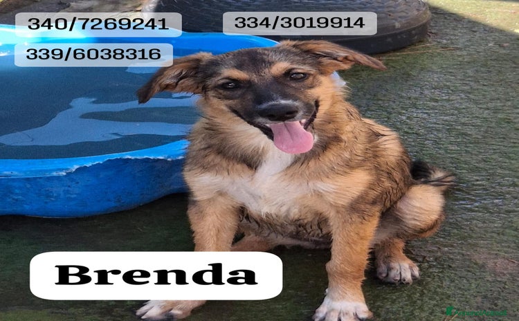 Meticcio cani - Annuncio 7