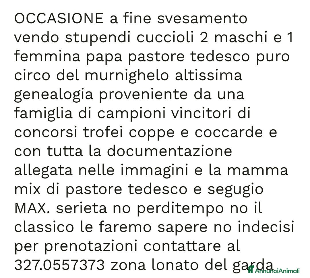 Pastore Tedesco cani in vendita: splendidi cuccioli pastore tedesco  - Annuncio 31